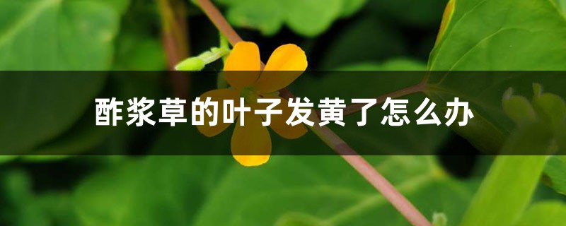 酢浆草的叶子发黄了如何办