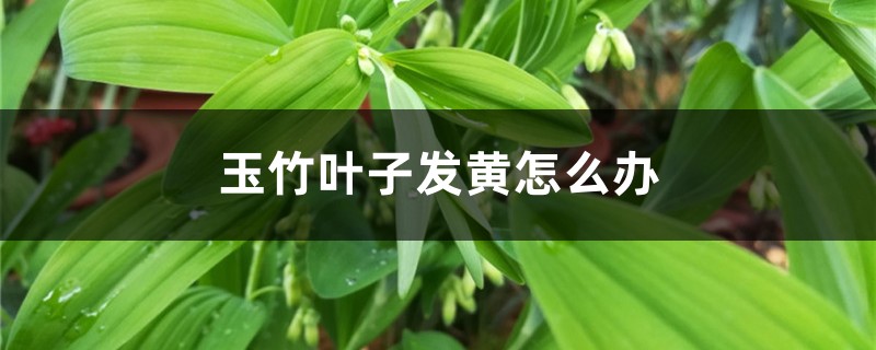 玉竹叶子发黄如何办