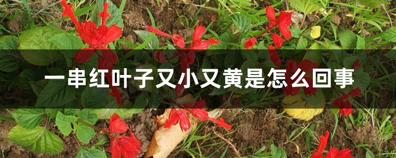 一串红叶子又小又黄是如何回事