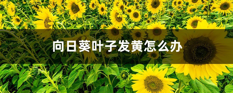 向日葵叶子发黄如何办