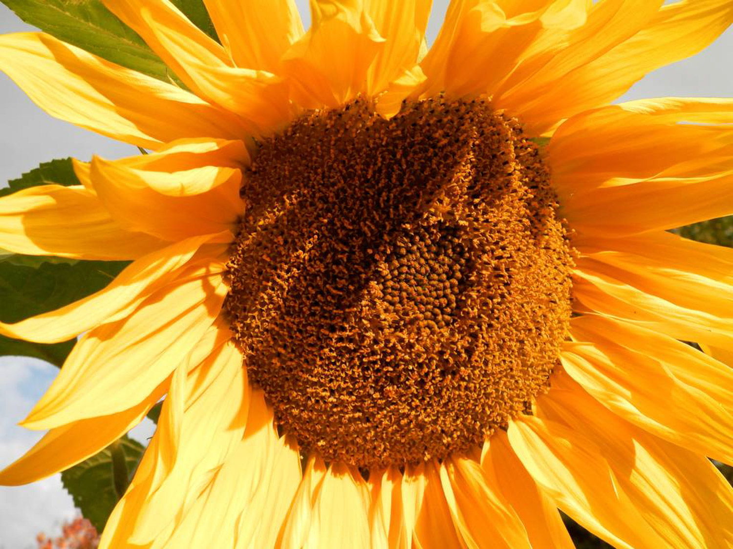 向日葵叶子发黄如何办