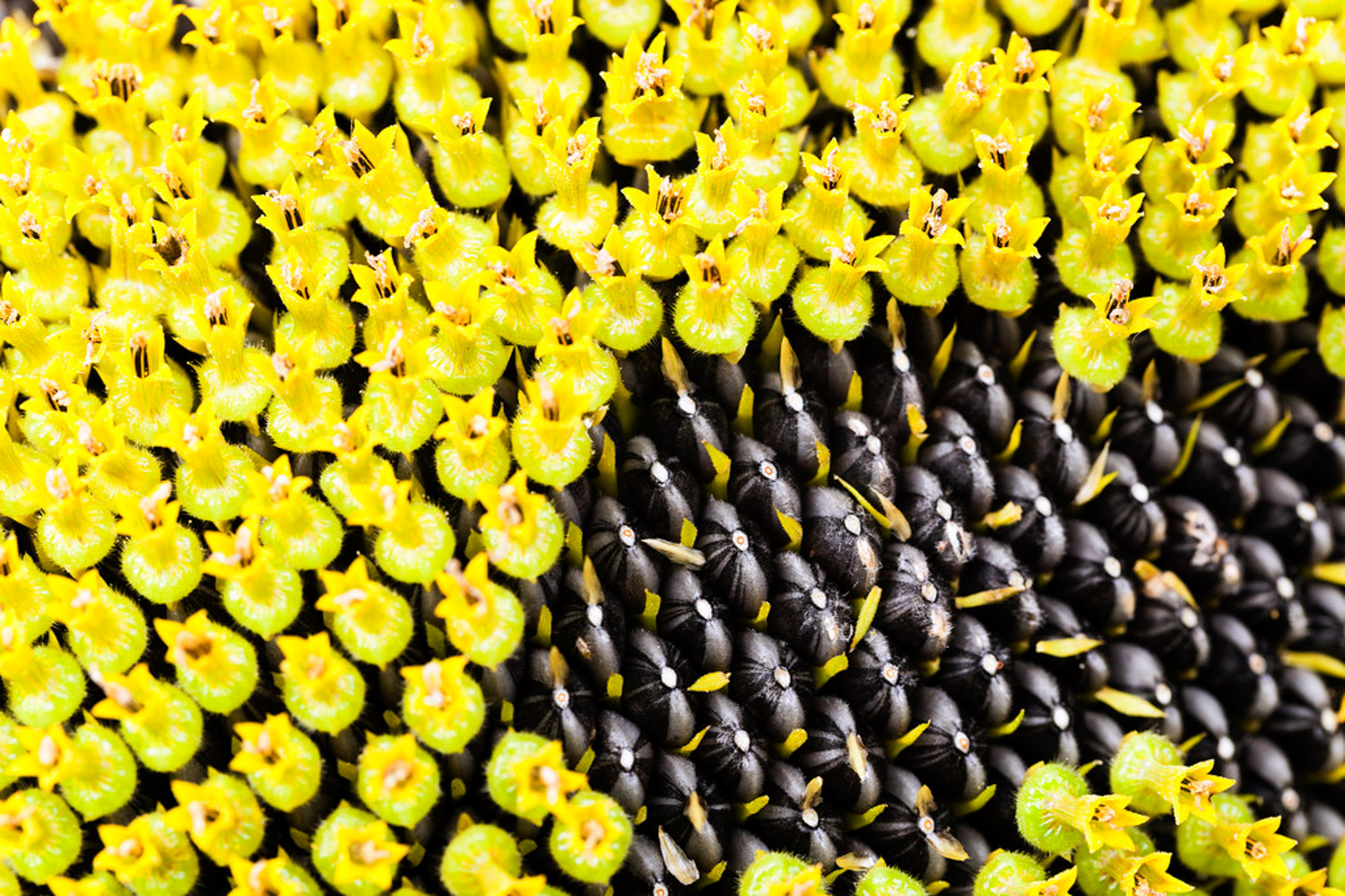 向日葵叶子发黄如何办