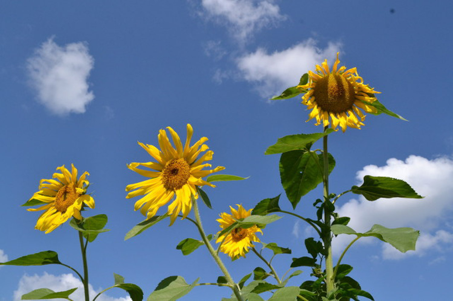 向日葵叶子发黄如何办