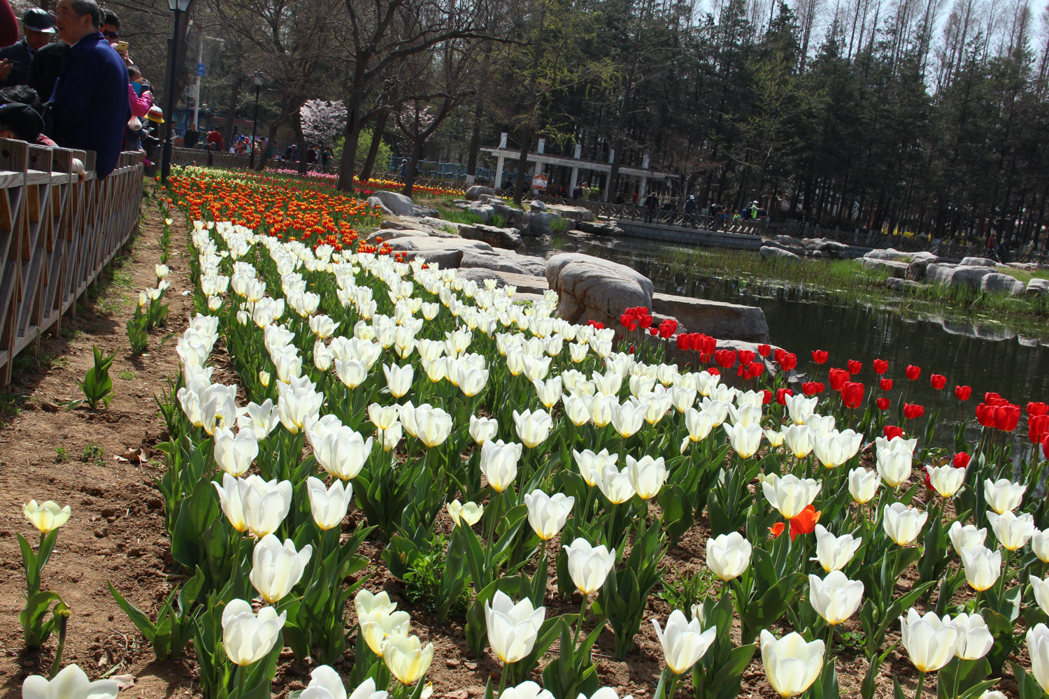 郁金香叶子发黄如何办