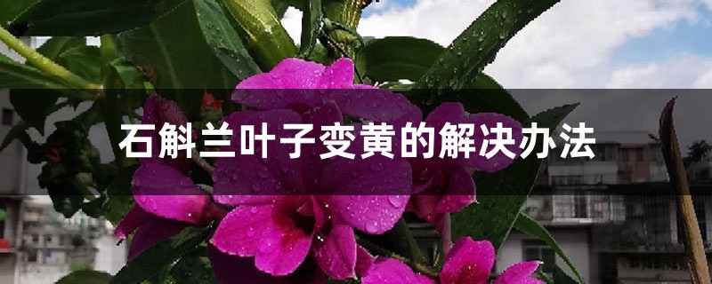 石斛兰叶子变黄的处理办法