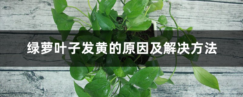 绿萝叶子发黄的原因及处理办法