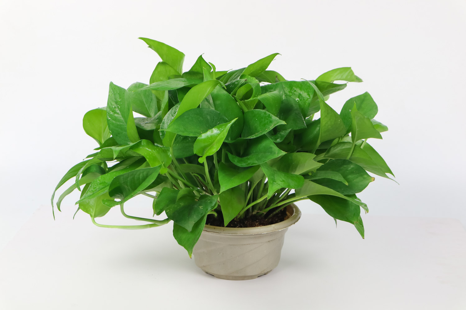 绿萝叶子发黄的原因及处理办法