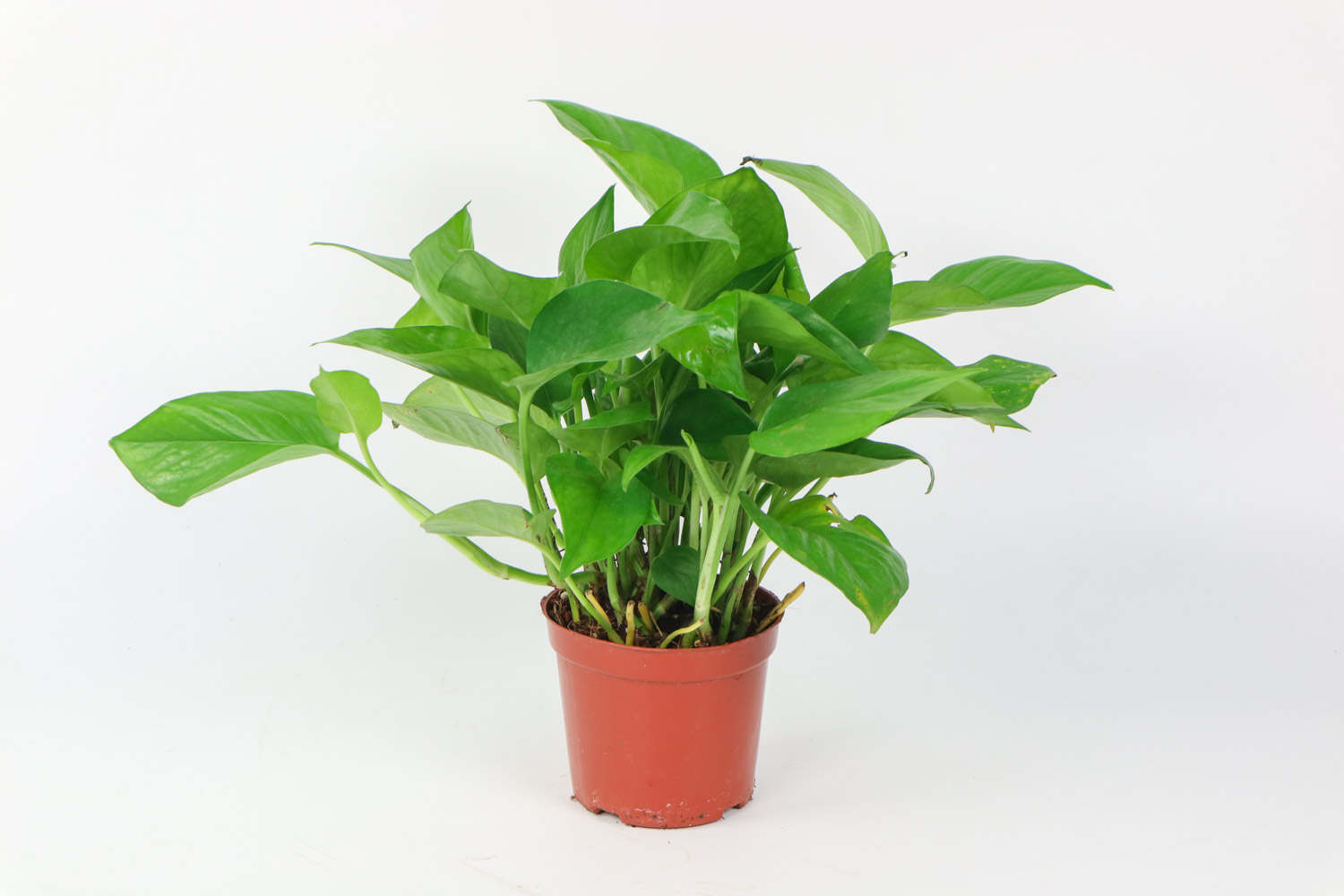 绿萝叶子发黄的原因及处理办法