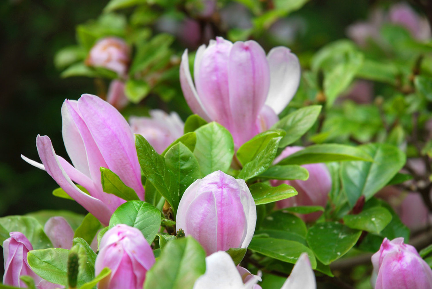 白兰花叶子发黄如何办