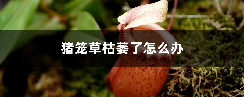 猪笼草枯萎了如何办