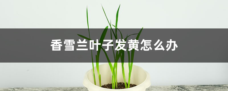 香雪兰叶子发黄如何办