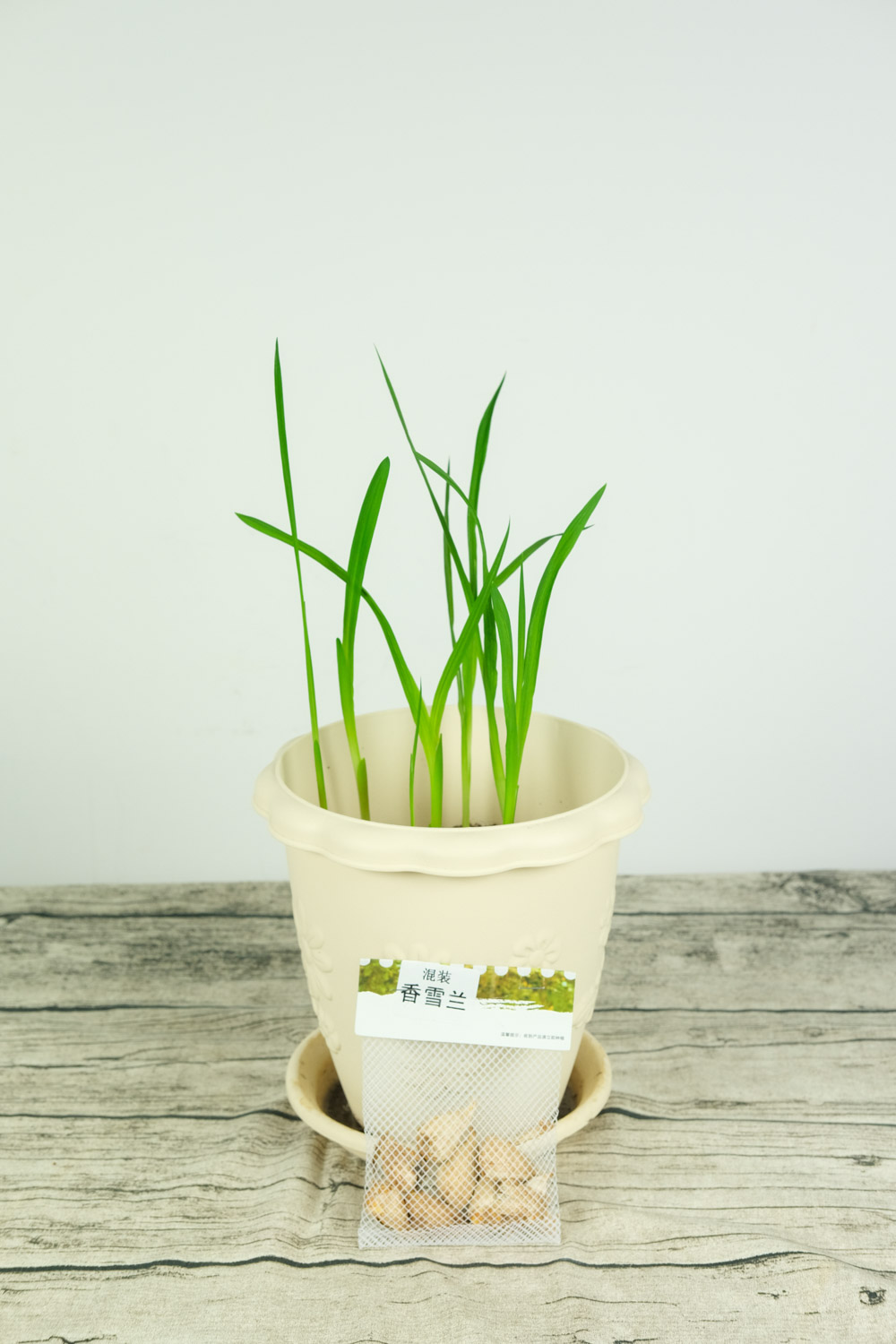 香雪兰叶子发黄如何办