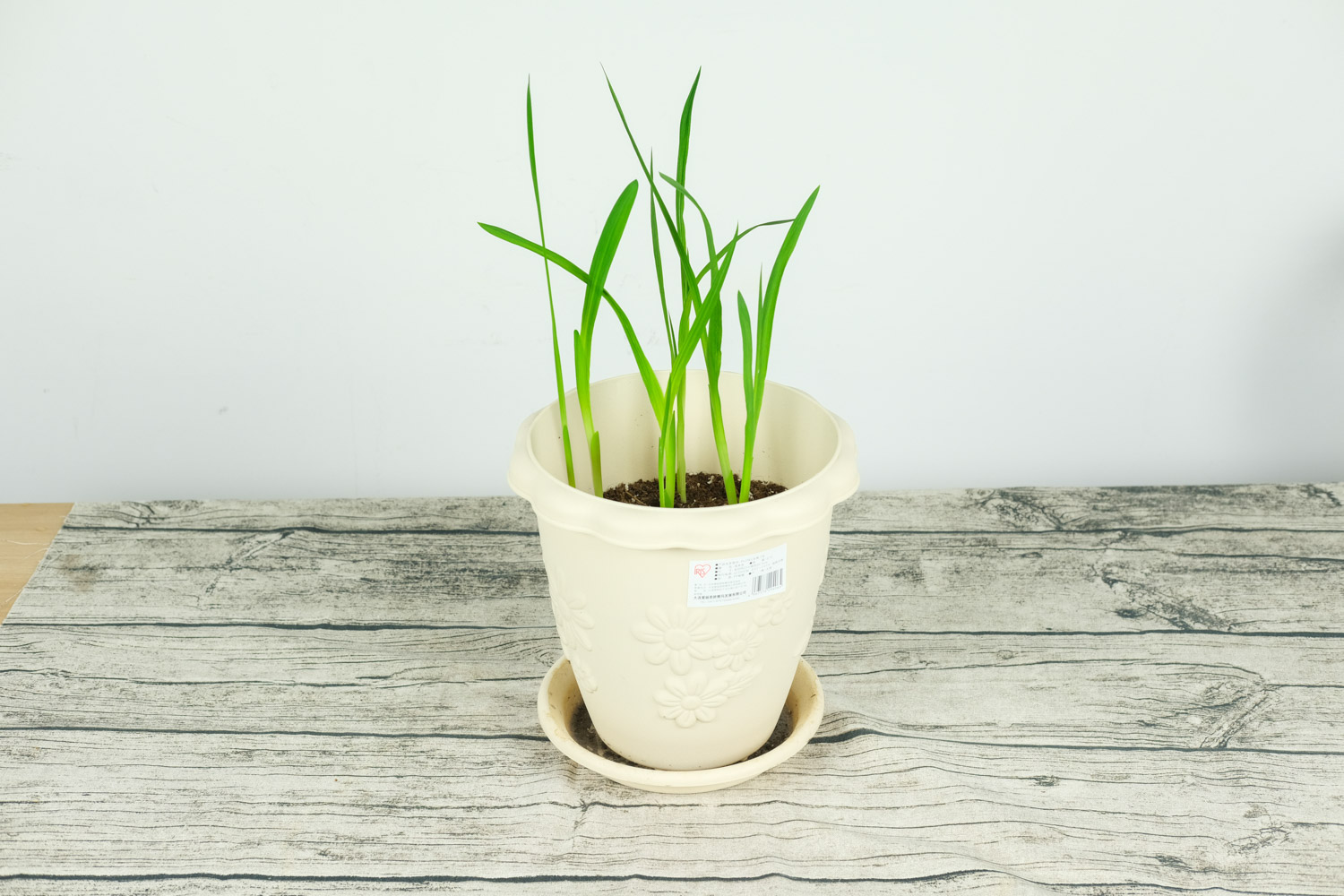 香雪兰叶子发黄如何办