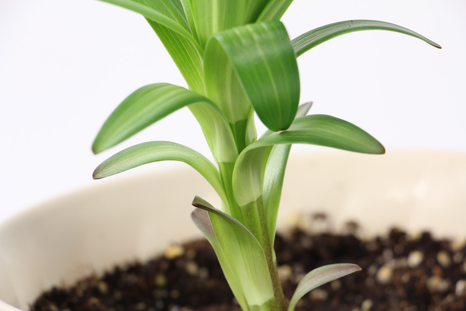 百合花叶子发黄如何办
