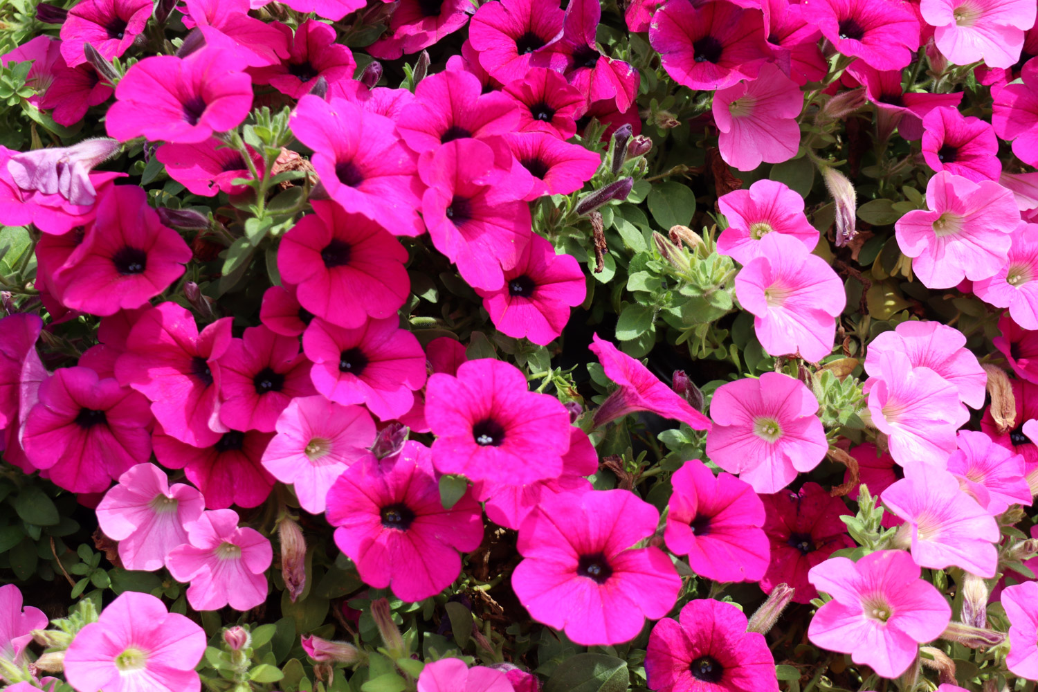 矮牵牛叶子发黄如何办