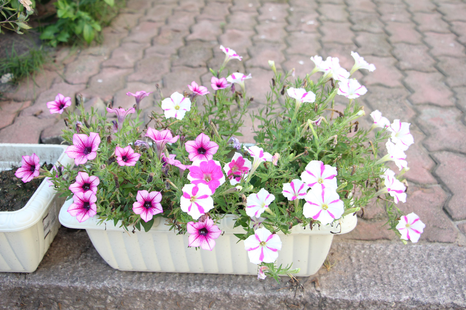 矮牵牛叶子发黄如何办