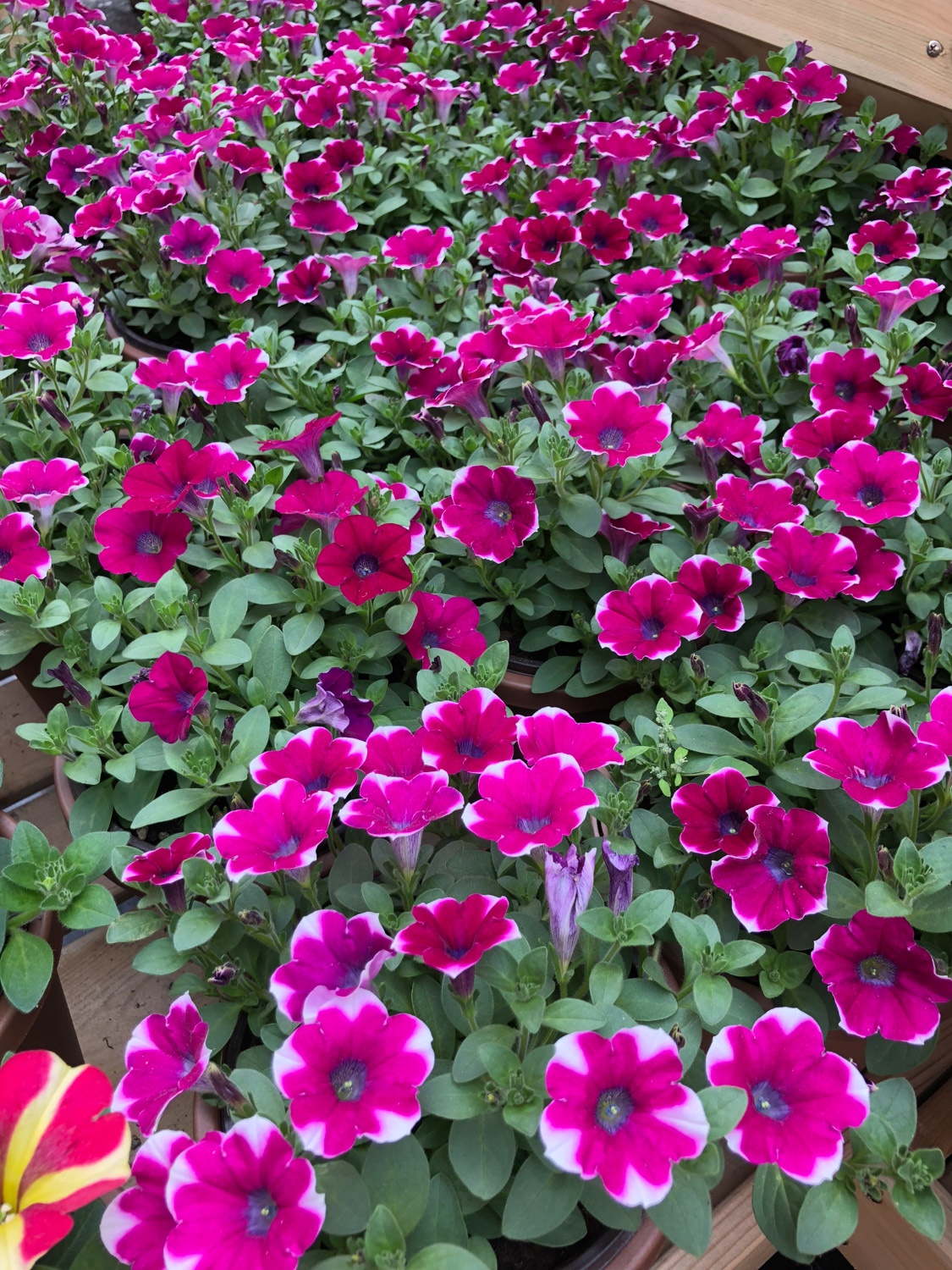 矮牵牛叶子发黄如何办