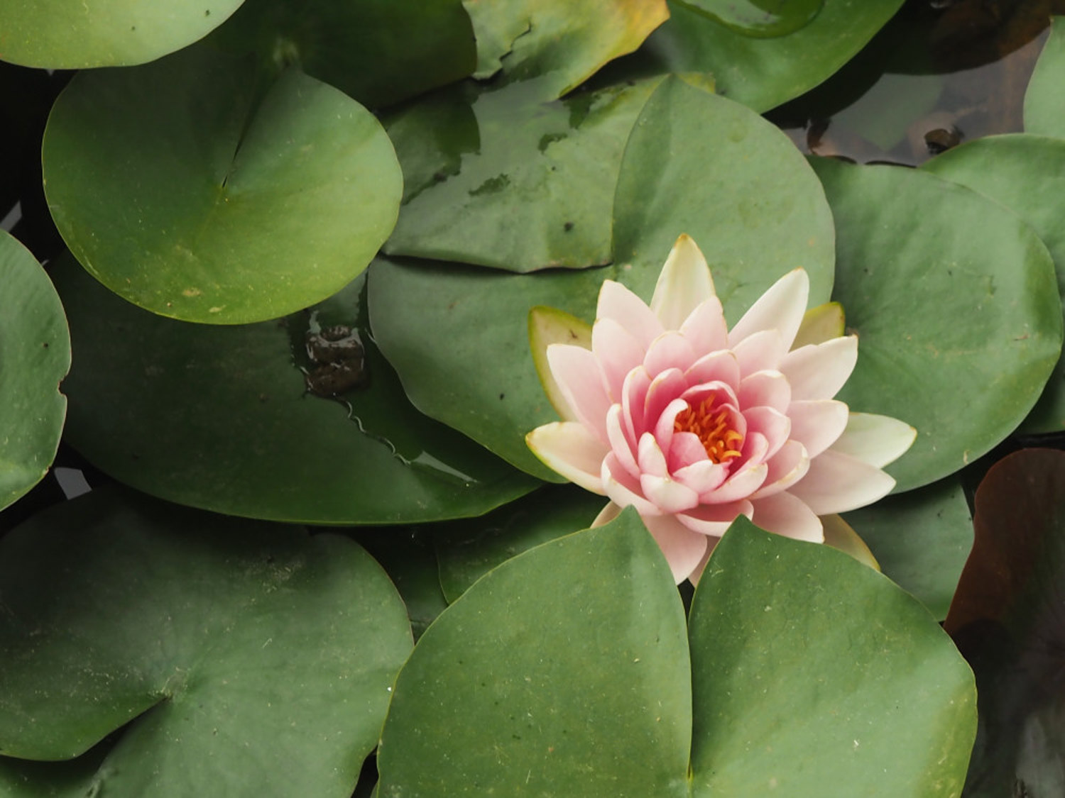 睡莲叶子变黄如何办