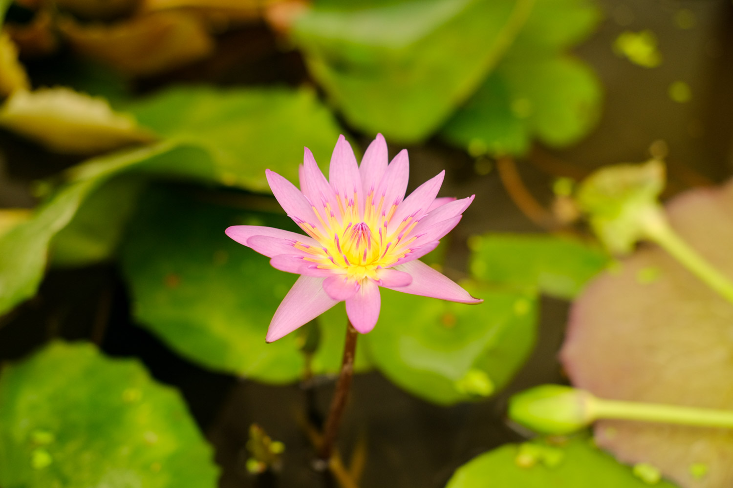 睡莲叶子变黄如何办