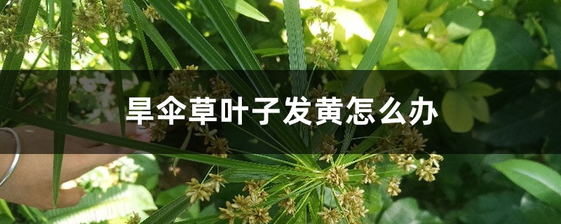 旱伞草叶子发黄如何办