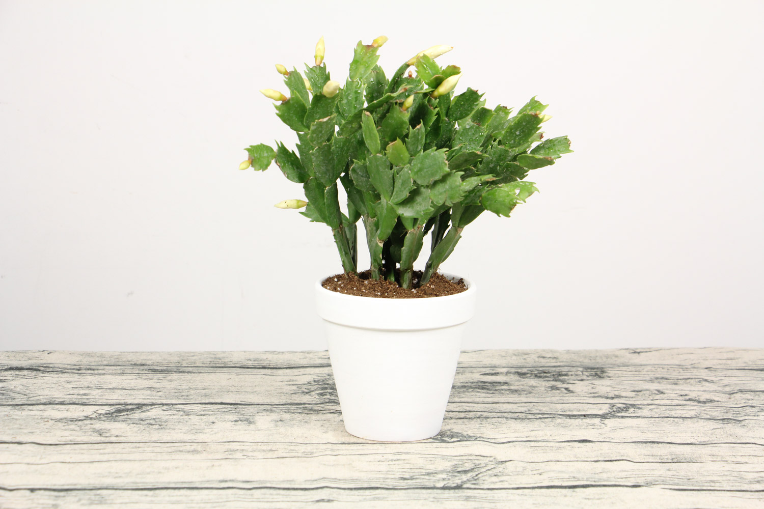 蟹爪兰叶子发黄如何办