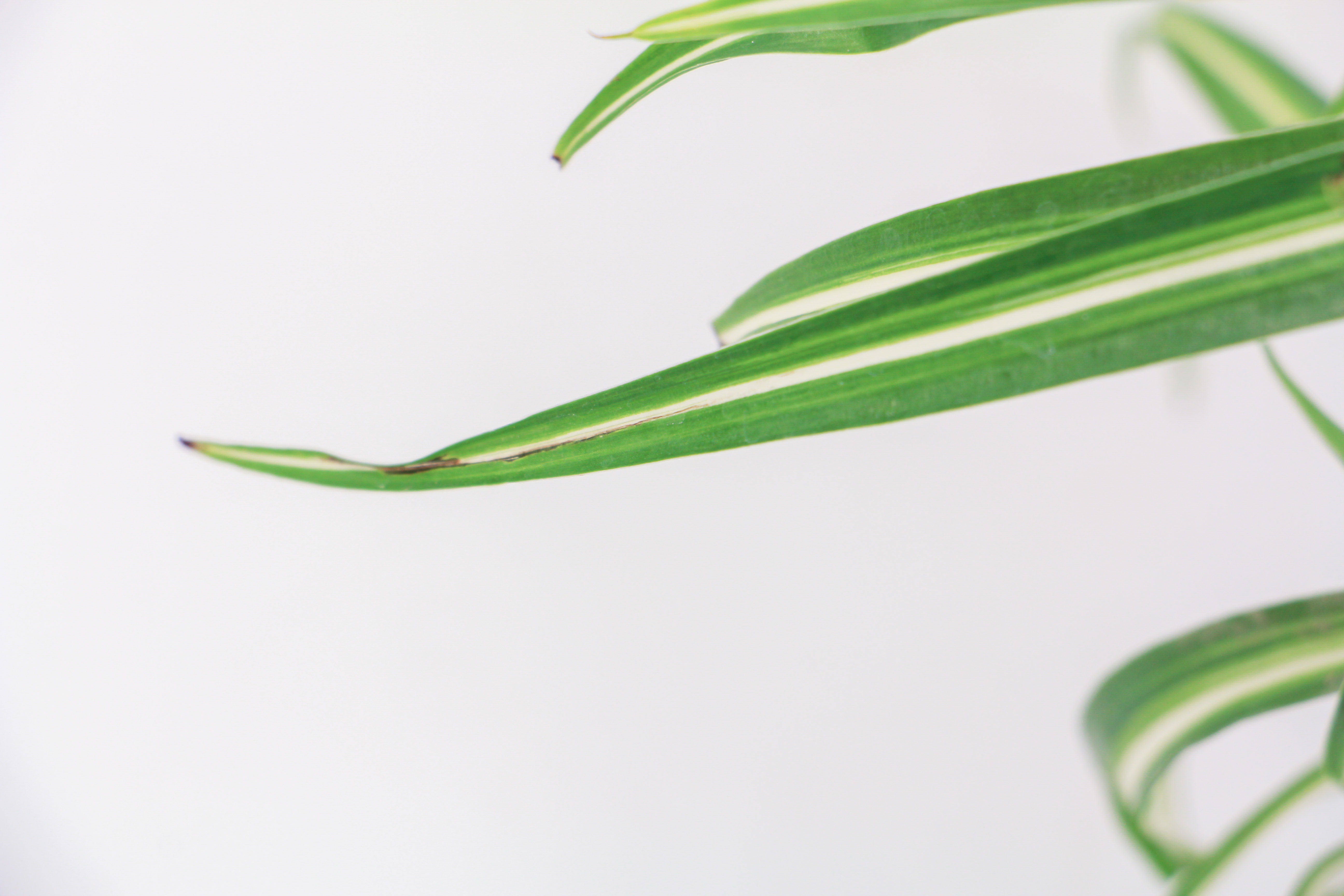 吊兰叶子发黄如何办