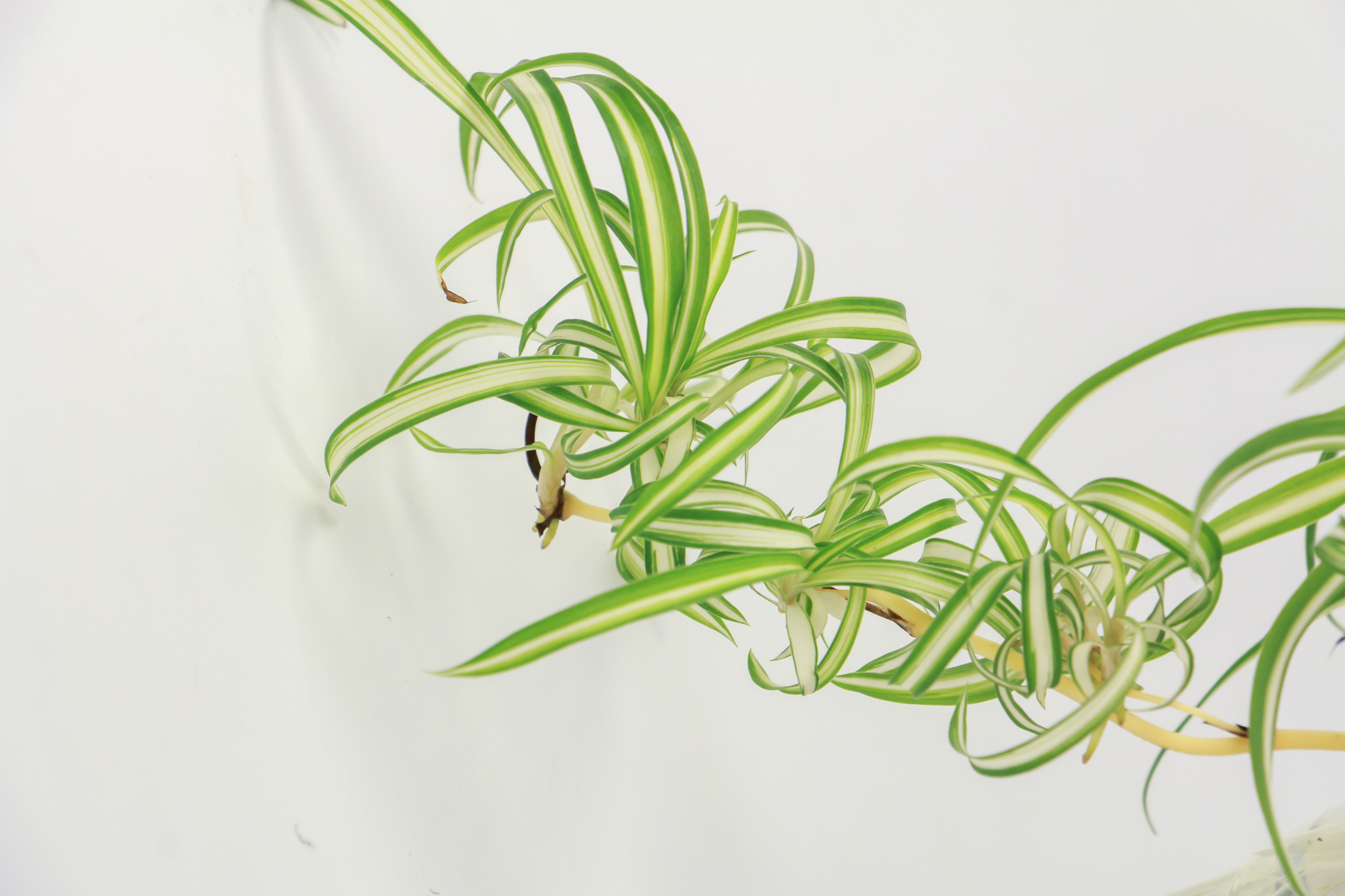 吊兰叶子发黄如何办