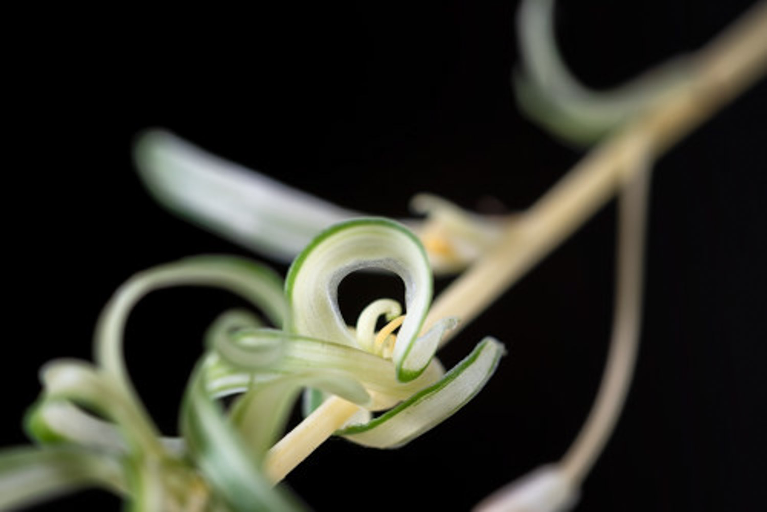 吊兰叶子发黄如何办