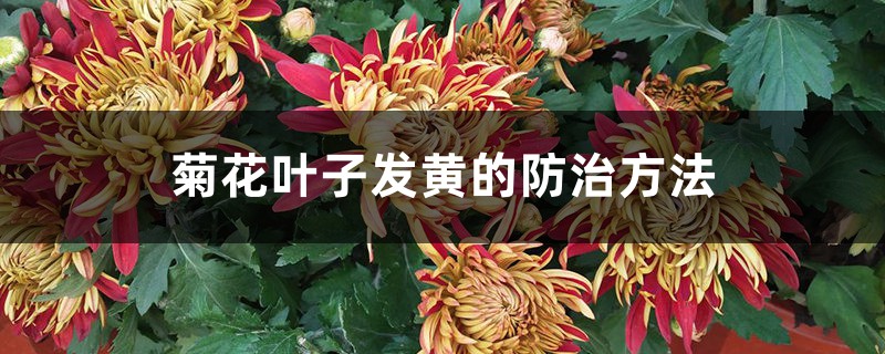 菊花叶子发黄的预防和治疗办法