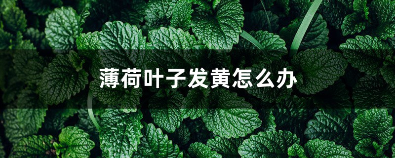 薄荷叶子发黄如何办