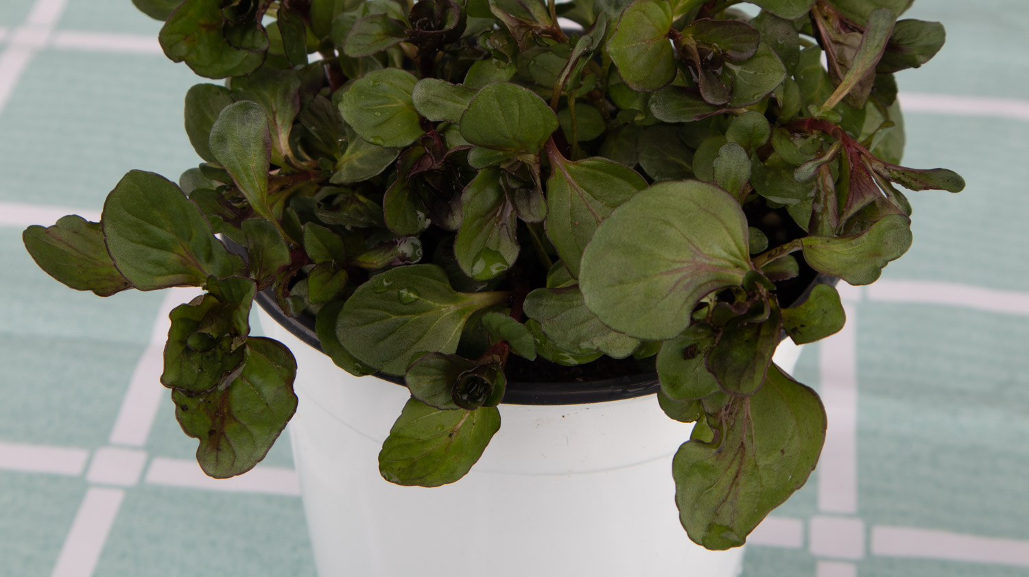 薄荷 薄荷叶子发黄如何办