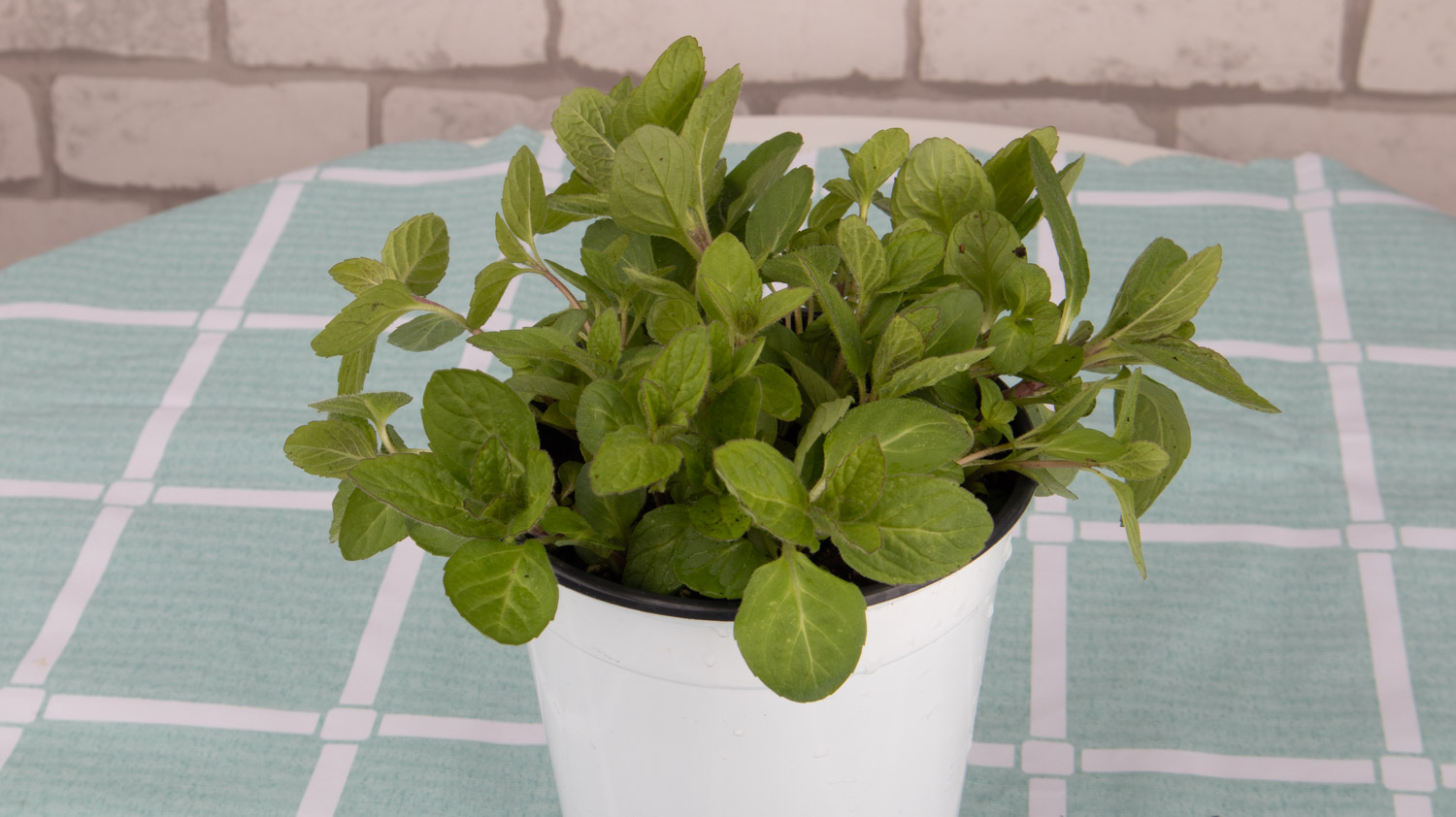 薄荷 薄荷叶子发黄如何办