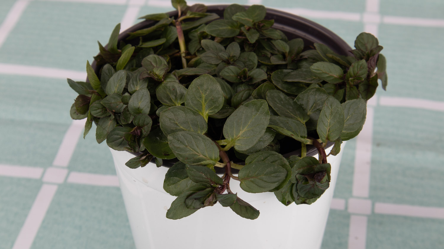 薄荷 薄荷叶子发黄如何办