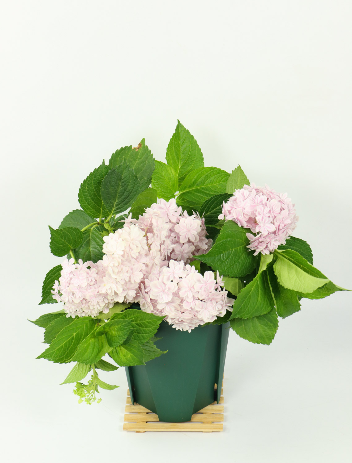 绣球花叶子发黄如何办