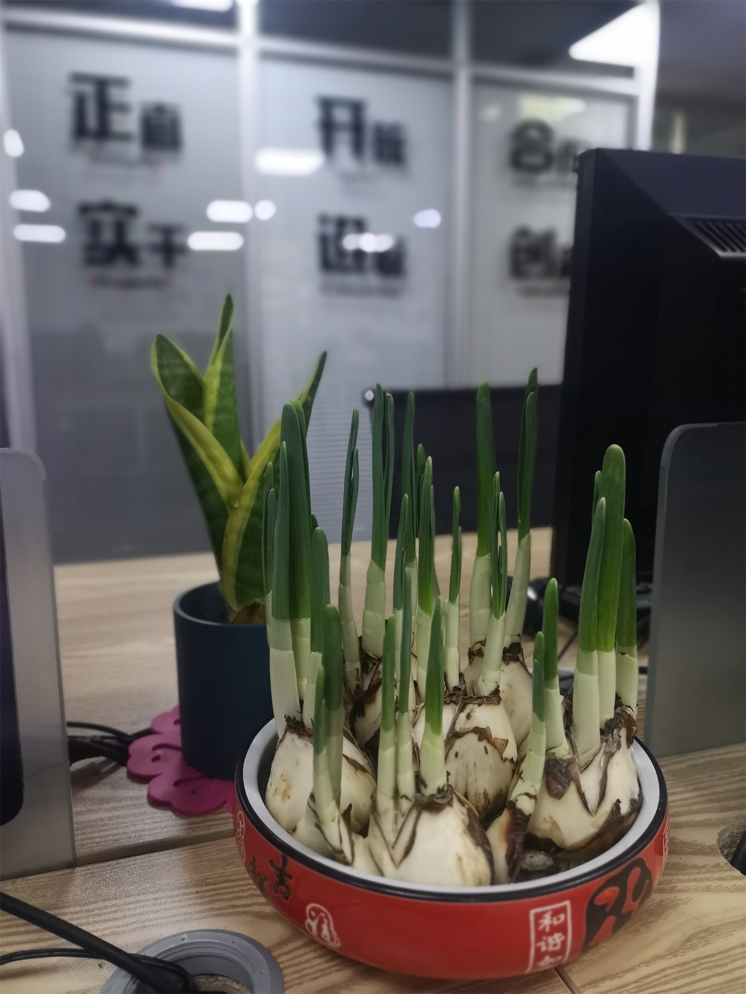 水培的水仙花烂根的原因，如何处理