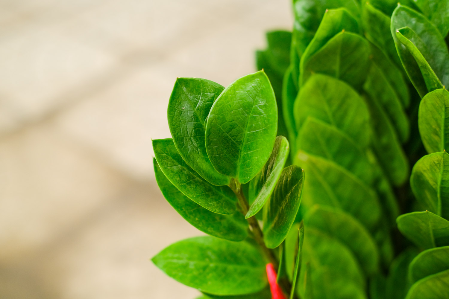 金钱树根部腐烂如何办，烂根了如何解救