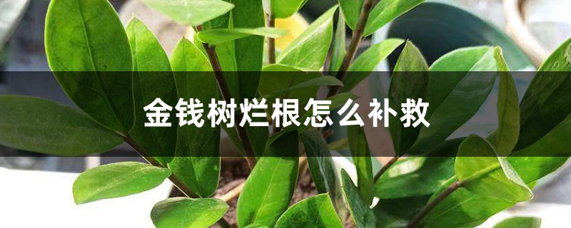 金钱树烂根如何补救，烂根不换土行吗