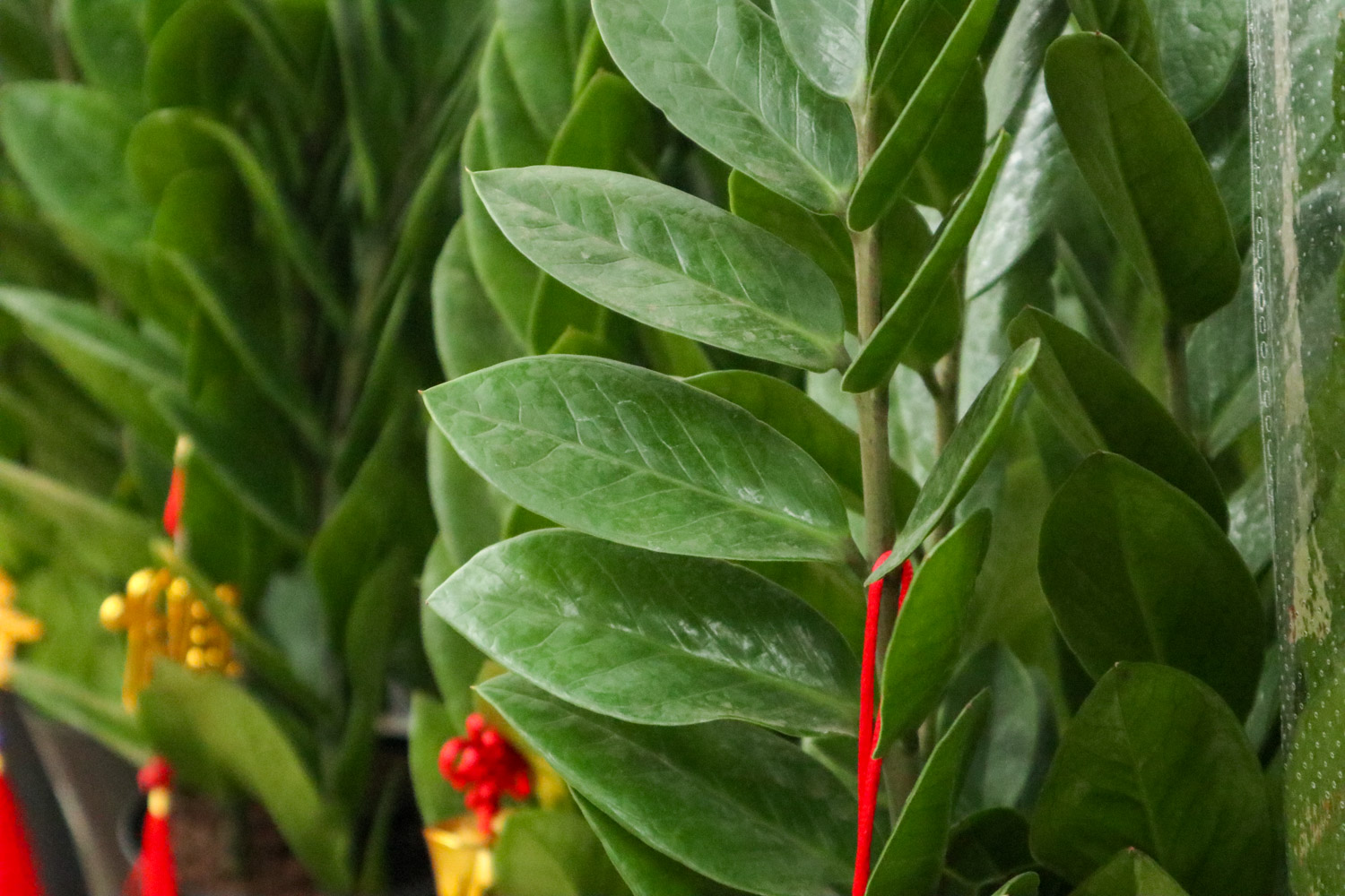 金钱树烂根如何补救，烂根不换土行吗