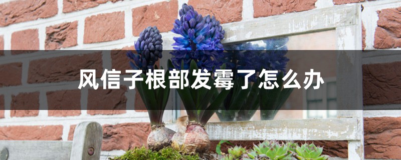 风信子根部发霉了如何办，还能活吗