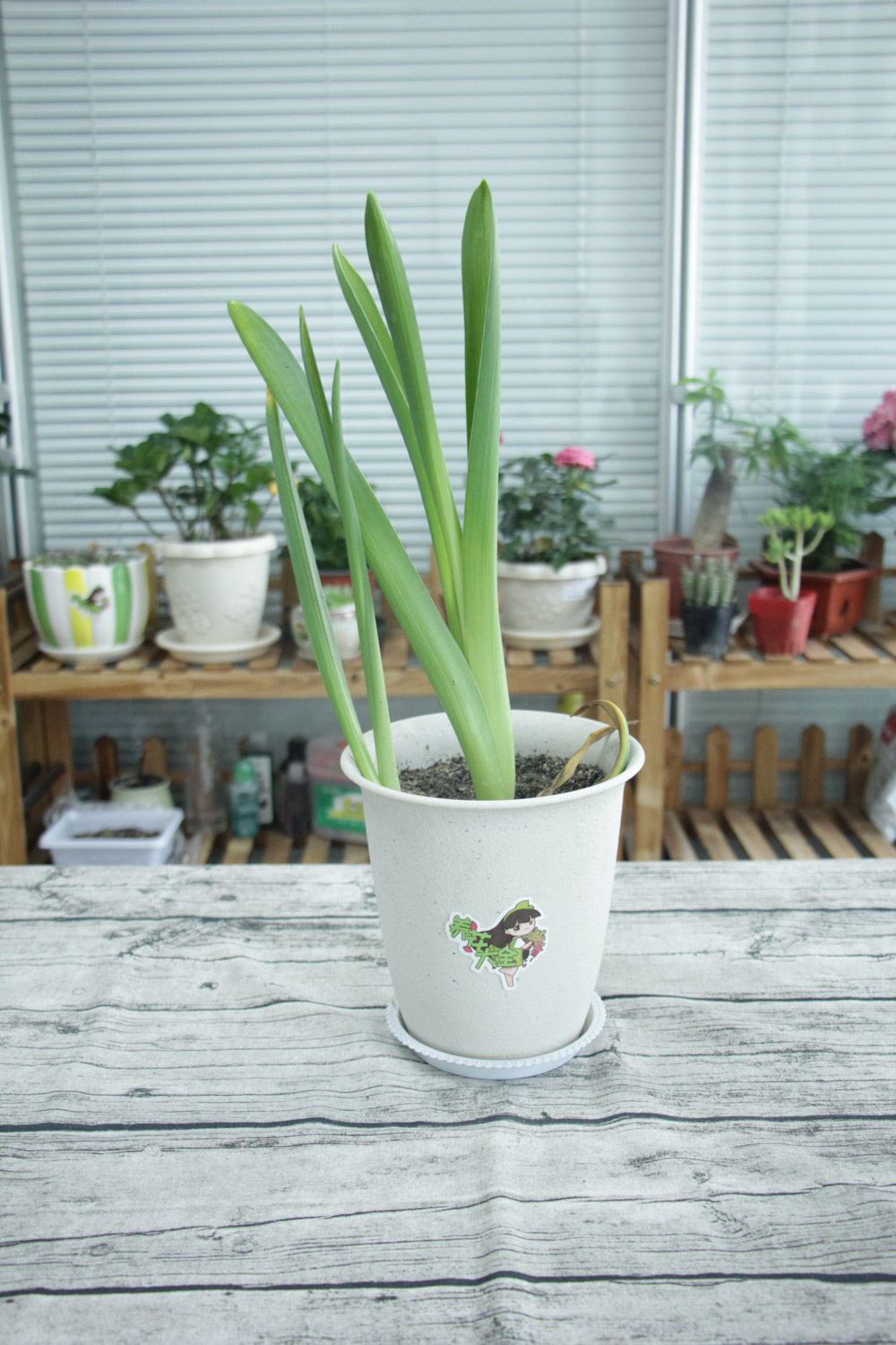 风信子根部发霉了如何办，还能活吗