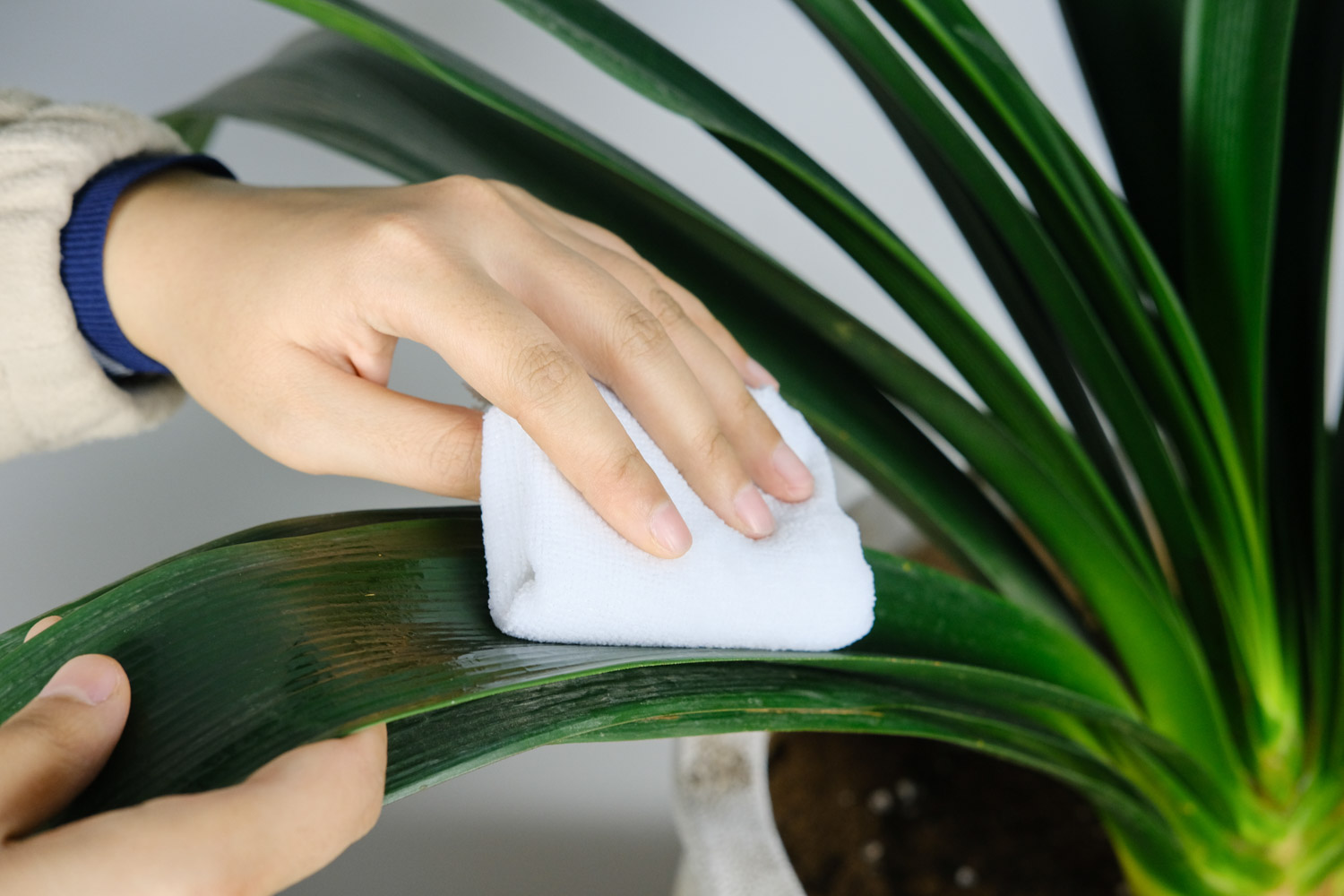 君子兰烂心如何处理，烂根如何处理