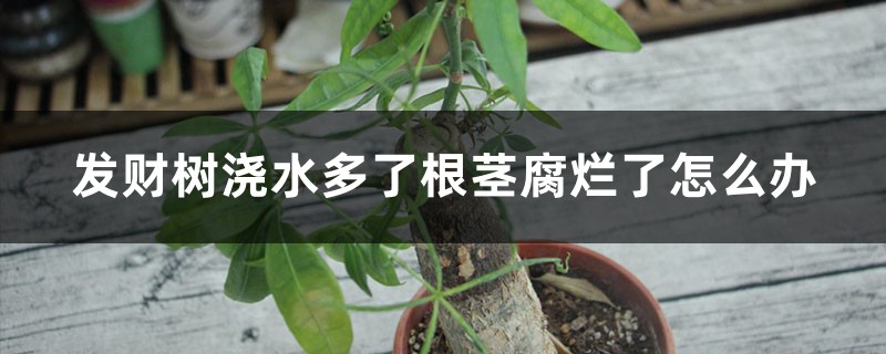 发财树浇水多了根茎腐烂了如何办，如何使用生根粉