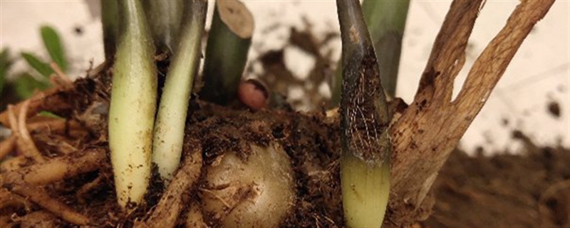 积水烂根如何处理，土壤积水多久烂根