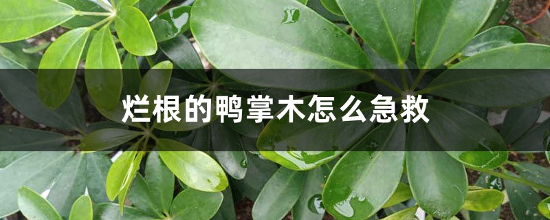 烂根的鸭掌木如何急救