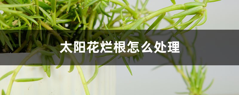 太阳花烂根如何处理