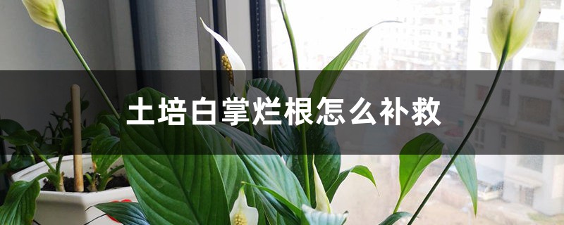土培白掌烂根如何补救