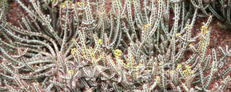 铜绿麒麟烂根如何办