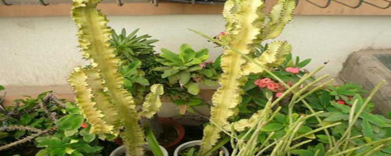 大戟阁锦烂根如何办