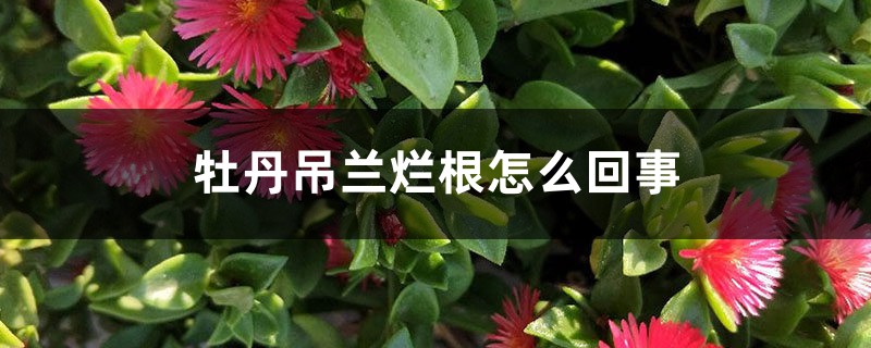 牡丹吊兰烂根如何回事