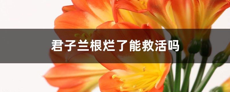 君子兰根烂了能救活吗